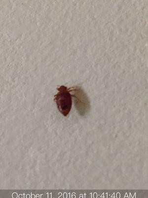 Adult bed bug