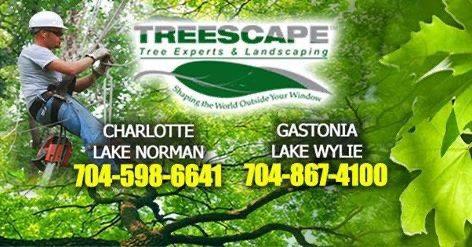 Treescape Tree Experts