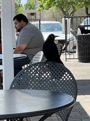 This grackle was the high point of the meal