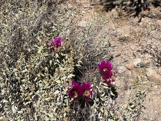 Hedgehog cactus in bloom in April