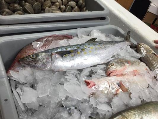 Spanish Mackerel and Red Snapper