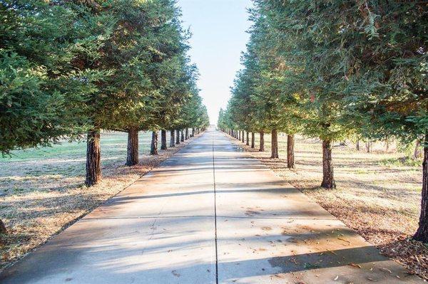 Beautiful tree lined driveway!