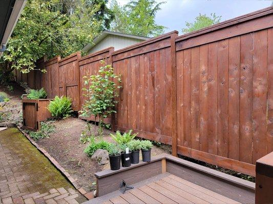 Cedar privacy fence