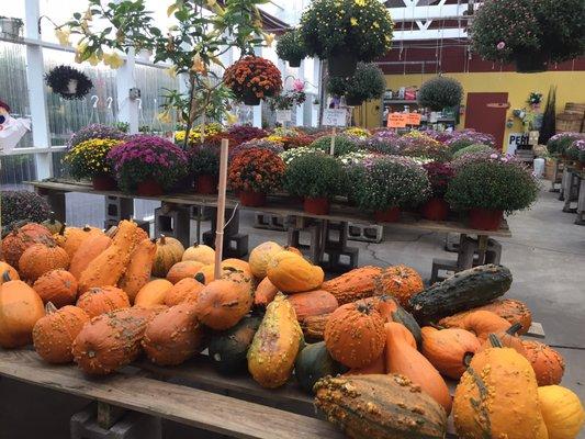 Decorative gourds and mums.