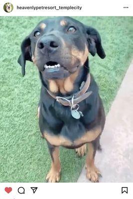 Daisy waiting for a treat :)