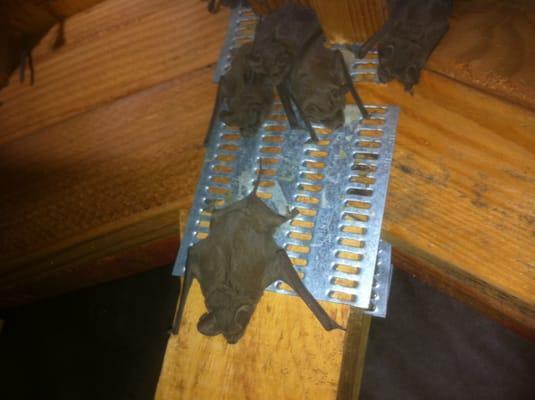 Brown bats in attic.