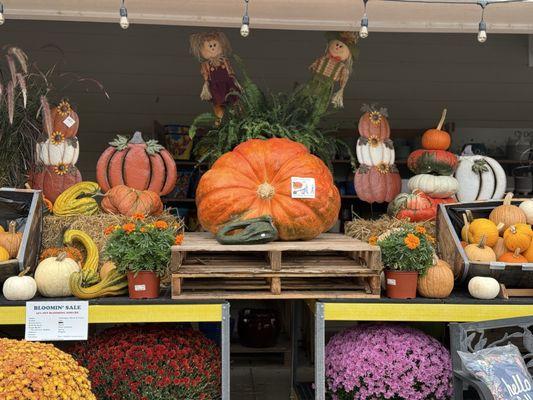 Pumpkin game is strong here!