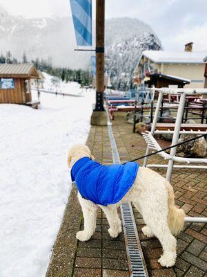 Snow dog, Baci! Woof!