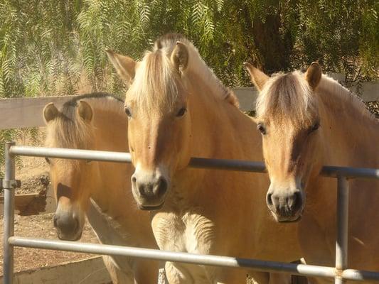 Three of our Norwegian Fjord Horses - Ideal for the new, experienced, and out-of-practice rider.  Sarah Clarke is our trainer.