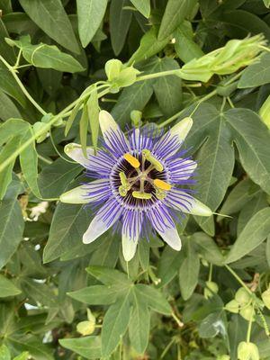 Passionflower