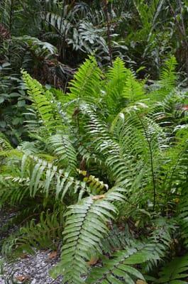 plants for shade