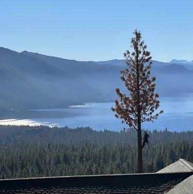 Don't let a dead tree ruin your day.