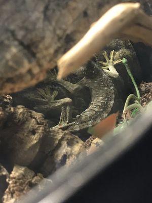 extremely skinny tokay gecko