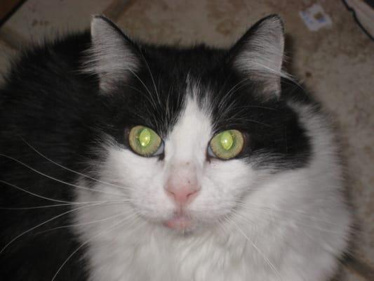 My Cat who passed away 4 years ago.  Now they want to schedule an appointment.  Duh.