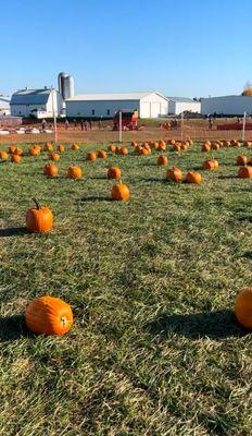 Pumpkin patch