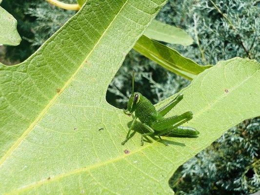 Grasshopper