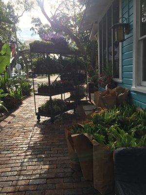 New flowers out front of the shop. Living bouquets.