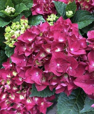 Hydrangea