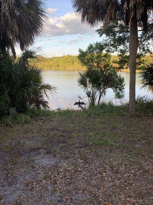 Bird by the lake spreading its wings