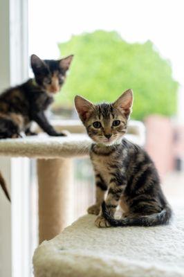 Kittens in our cat room