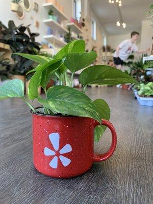 My little yelp plant