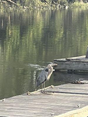 Great Blue Heron on the docks