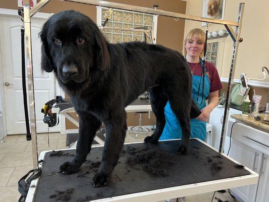 It's his first Groom--- Such a big baby!! Meet Mr Big Daddy Boomer- Newfie Bath and tidy with deshed by Bre