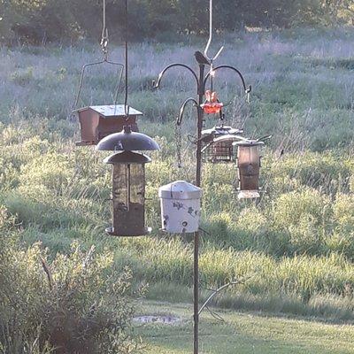 Bird feeders, seed, hanger hooks etc.