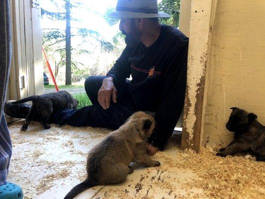 Francisco is spending some time with Mia's puppies. He's such an amazing supervisor.