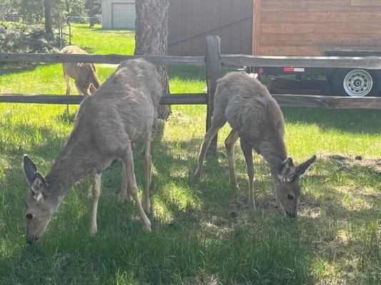 Beautiful wildlife and river views right outside their doors!