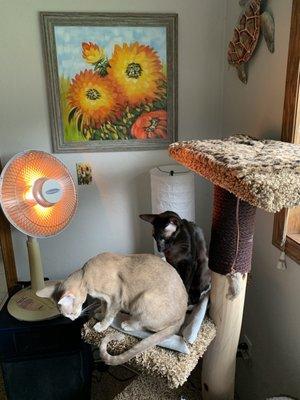 The quality, well-priced cat tree from Wellness. (I added the jute cord after dying it).