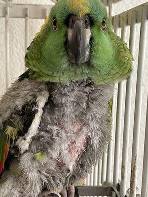 Dr Would not address my 43 yr old parrot's feather problem.....   Sad