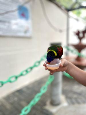 Lorikeet feeding