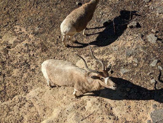 Addax