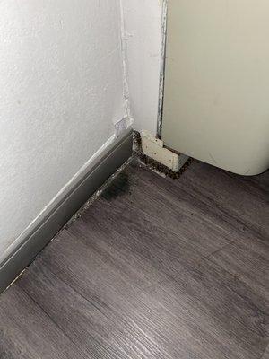 Mold under AC unit