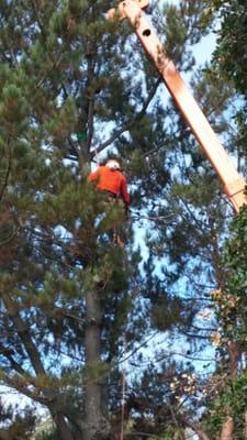 Getting ready to remove the top of the tree