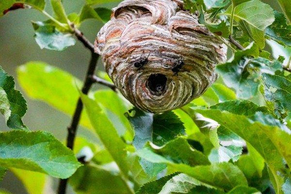 Hornets Nest