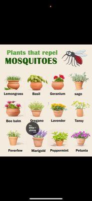 Plants that repel mosquitoes.