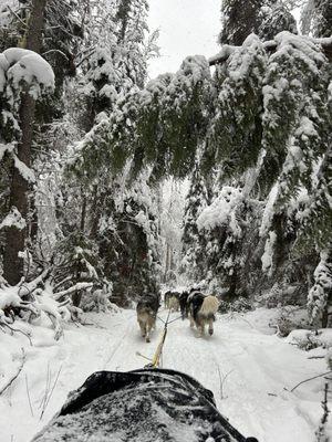 Dog sledding experience