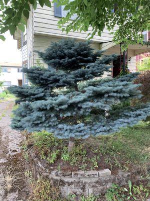 Greenish blue fir in front of monk house