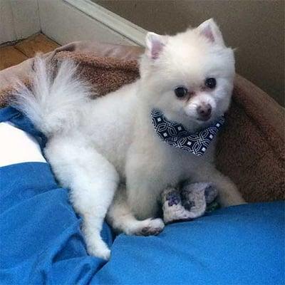 my little #rescue #pomeranian looks like a puppy! #in-dog-neat-o #seniordogsrule #mobilegrooming #besthaircutever