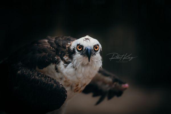 Osprey