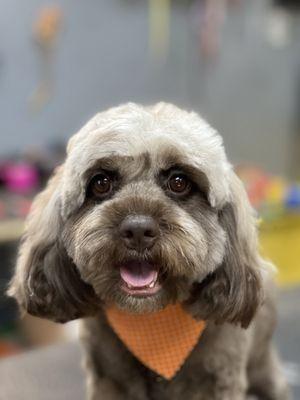 Sweet Mabel, she enjoyed her first groom at K-9 cuts!