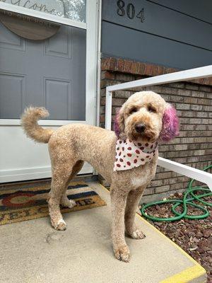 Regular Teddy Bear hair cut