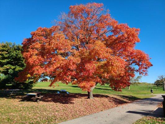 Autumn colors @ Fort McHenry.