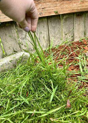 Who really needs the entire yard mowed when you can have sections of longer yard!