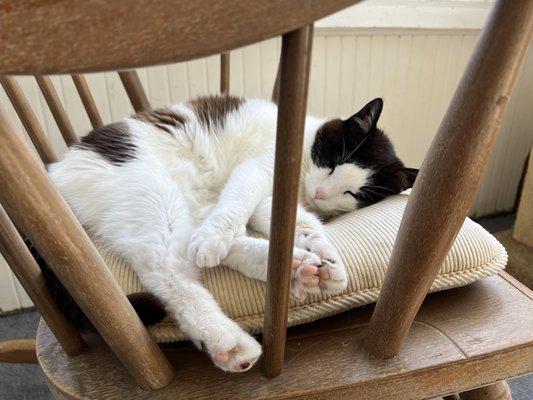 Kaylee relaxing in her favorite spot