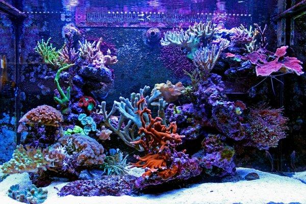 Saltwater reef tank aquarium las vegas maintenance fish store coral for sale