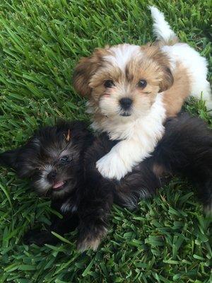 We bring our Shih Tzus here. This is Johnny Cash and June.