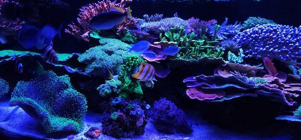 200 gallon reef - We design, install, and maintain saltwater aquariums. We also aquaculture beautiful corals! Give us a call today